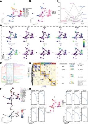 Exploration the global single-cell ecological landscape of adenomyosis-related cell clusters by single-cell RNA sequencing